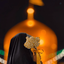 Profile picture of ‌فاطمه علی قورچی‌