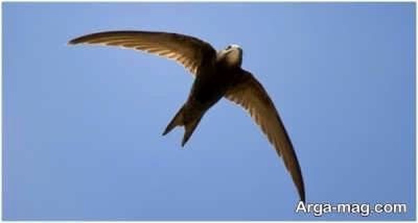 #  لانه های ابابیل آتش افکن ،  در گستره کوهای جهان اسلام