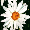 Profile picture of ‌مهدیه•••MRSK‌