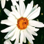 Profile picture of ‌مهدیه•••MRSK‌