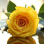Profile picture of ‌حجره پریا🌻‌