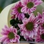 Profile picture of ‌عسل بانو‌