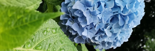 ‌Bipelak77‌'s header picture