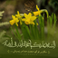 Profile picture of ‌TF Baghieh‌