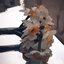 Profile picture of ‌zαɪиαв‌