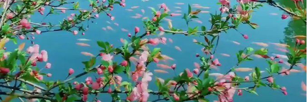‌پروین اعتصابی‌'s header picture