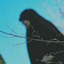 Profile picture of ‌خانم عبداللهی‌