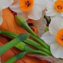 Profile picture of ‌مهدیه سادات رضوی‌