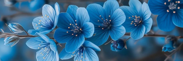 ‌هرمز‌'s header picture