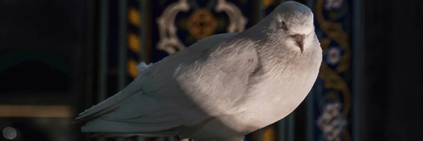 ‌حـاج عـلـے 🌿🕊🤍‌'s header picture