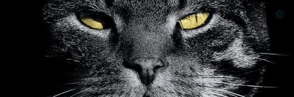 ‌Am!r‌'s header picture