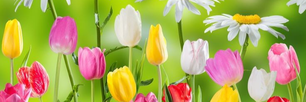 ‌Ali Nazari‌'s header picture