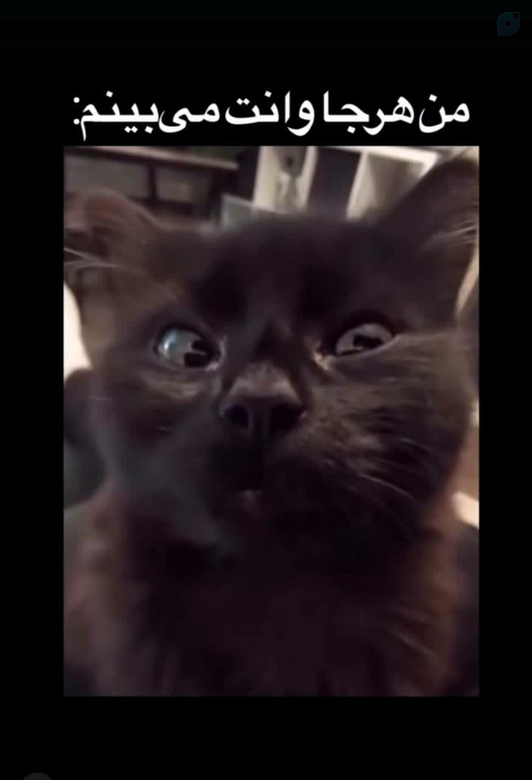 من هرجا وانت و نیسان و ایرانخودرو میبینم می‌بینم:😂😂