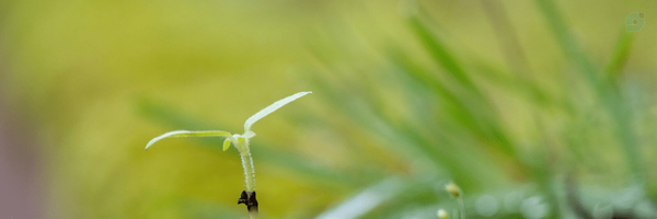 ‌مَصاد‌'s header picture