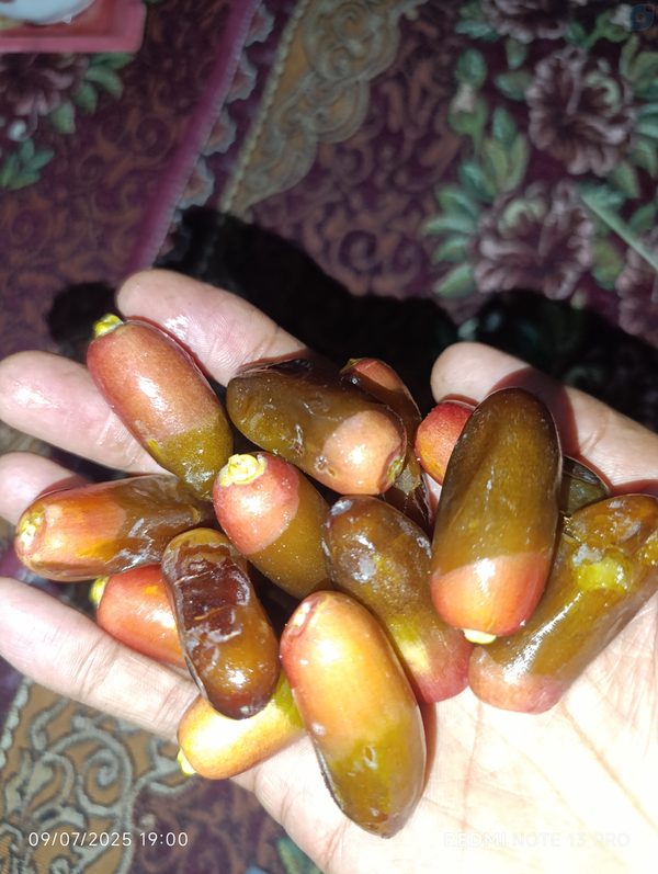 بفرمایید سرخال