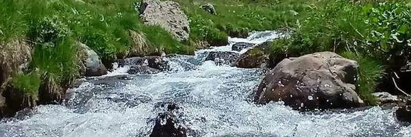 ‌لیلا رئوف‌'s header picture