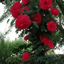 Profile picture of ‌علی علوی‌