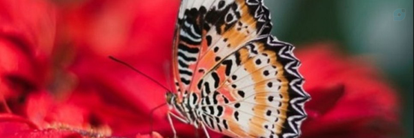 ‌دلسا‌'s header picture