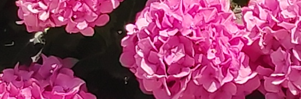 ‌محبوبه رضایی‌'s header picture