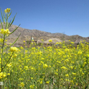 Profile picture of ‌مسعود اسدی‌