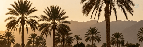 ‌ᴬᴹᴵR mahdi‌'s header picture