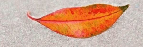 ‌ف.یاس سالاری‌'s header picture