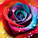 Profile picture of ‌◦•●◉✿   رُز  ✿◉●•◦‌