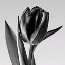 Profile picture of ‌مهدی توکلیان‌