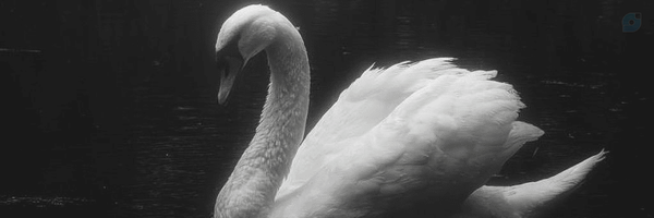 ‌Helia Sharifi‌'s header picture