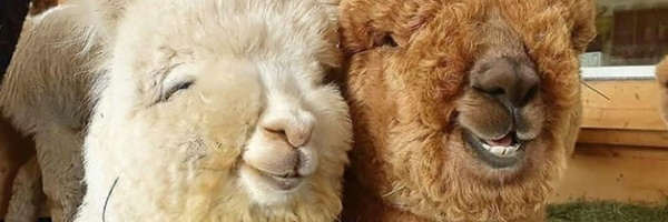‌از بستگان استرپتوکوک‌'s header picture