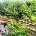 Profile picture of ‌سیدمحسن ا‌