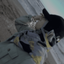 Profile picture of ‌SilverMoon‌