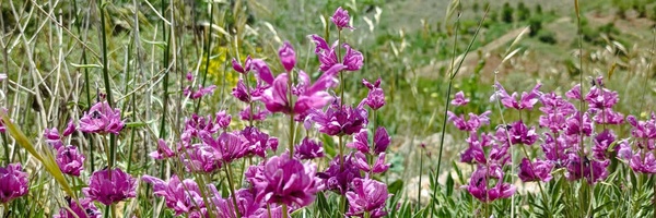 ‌دیده بان مجازی‌'s header picture