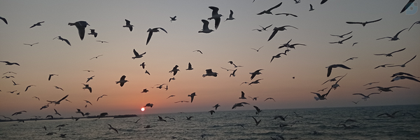 ‌samane A‌'s header picture
