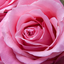 Profile picture of ‌Mir Ghasem‌