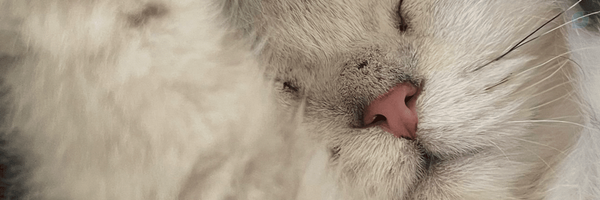 ‌Lumière ✨🦢‌'s header picture
