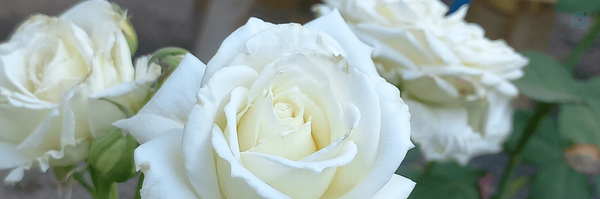 ‌Mohammad‌'s header picture