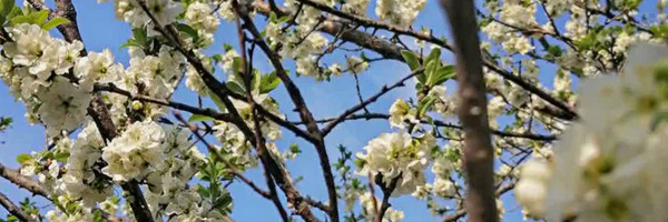‌Hirka‌'s header picture
