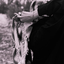 Profile picture of ‌ترنج شریعت‌
