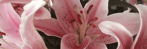 ‌لیلیومِ صورتی | 𐬨𐬆𐬮𐬬𐬛𐬈‌'s header picture