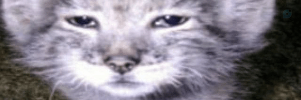 ‌Sina Himself‌'s header picture