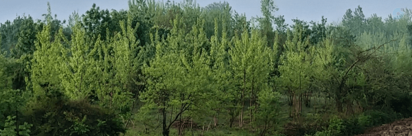‌مهدی کهنسالی‌'s header picture