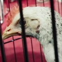 Profile picture of ‌کاکل گلی خوشگله‌