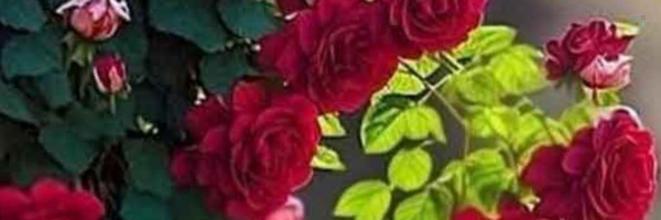 ‌ایرانی‌'s header picture