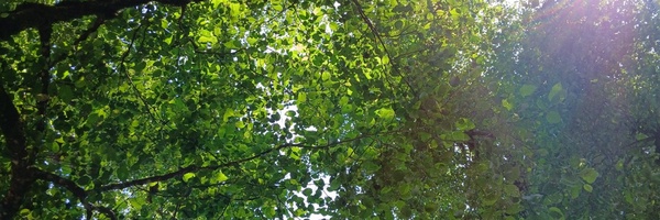 ‌Daniyel 🌱 Vanguard‌'s header picture