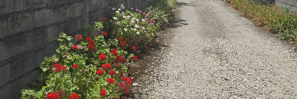 ‌Ghobad‌'s header picture