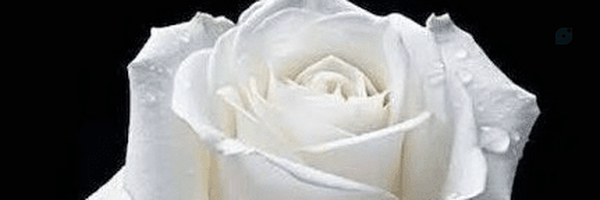 ‌مونا  1368   MONA‌'s header picture
