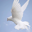 Profile picture of ‌White Bird‌