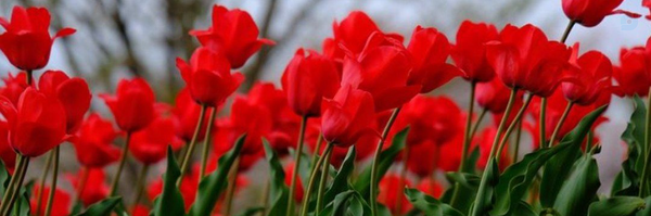 ‌سَمصاد‌'s header picture