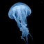 Profile picture of ‌"jellyfish"‌